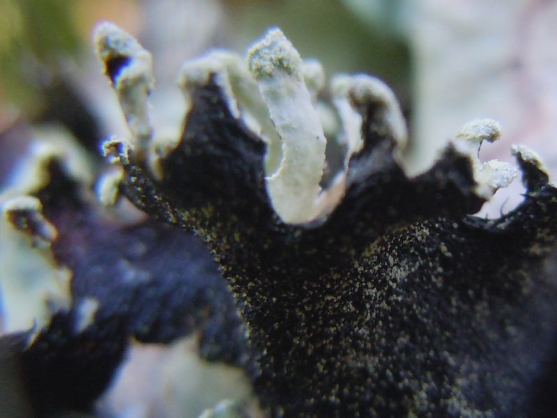 tra le dune di Porto Liscia ( Santa Teresa Gallura)